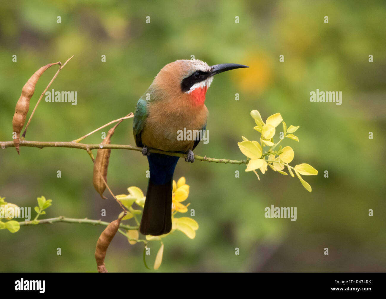 White-fronted Bee-eater (Merops bullockoides Stock Photo - Alamy