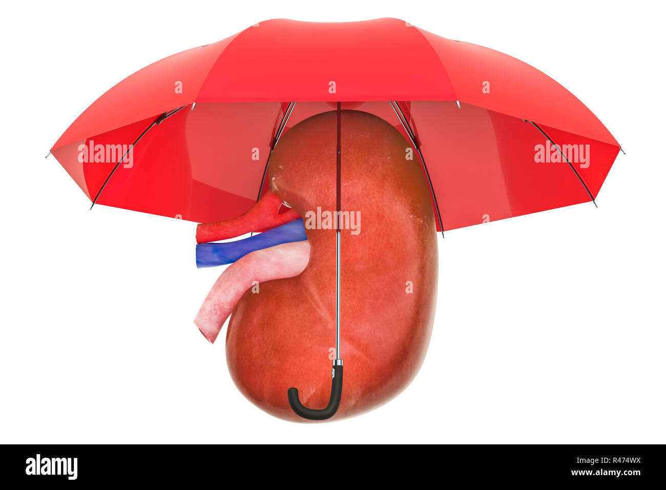 Human kidney under umbrella, protect concept. 3D rendering isolated on ...