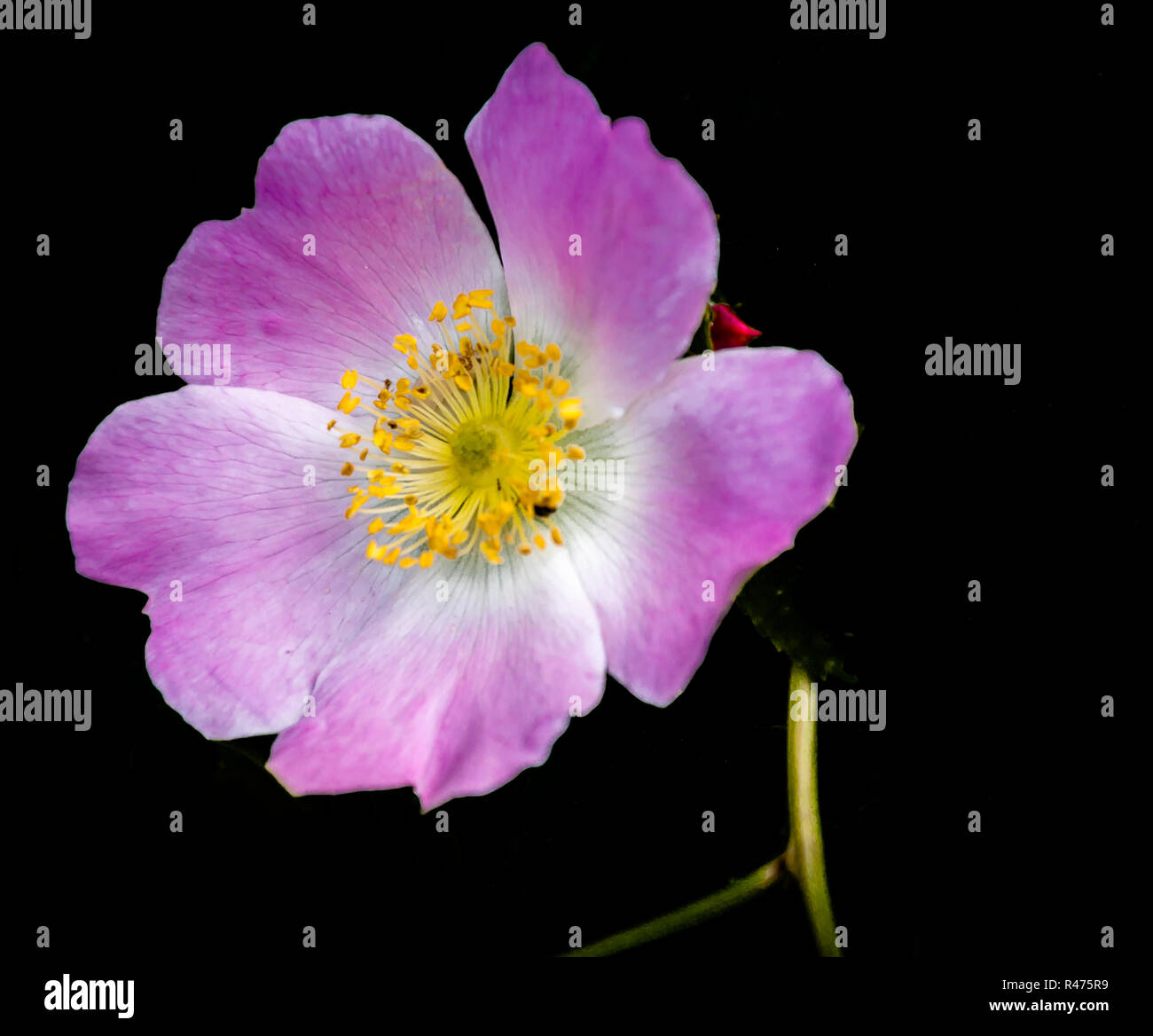 Wildflowers in the black forest hi-res stock photography and images - Alamy