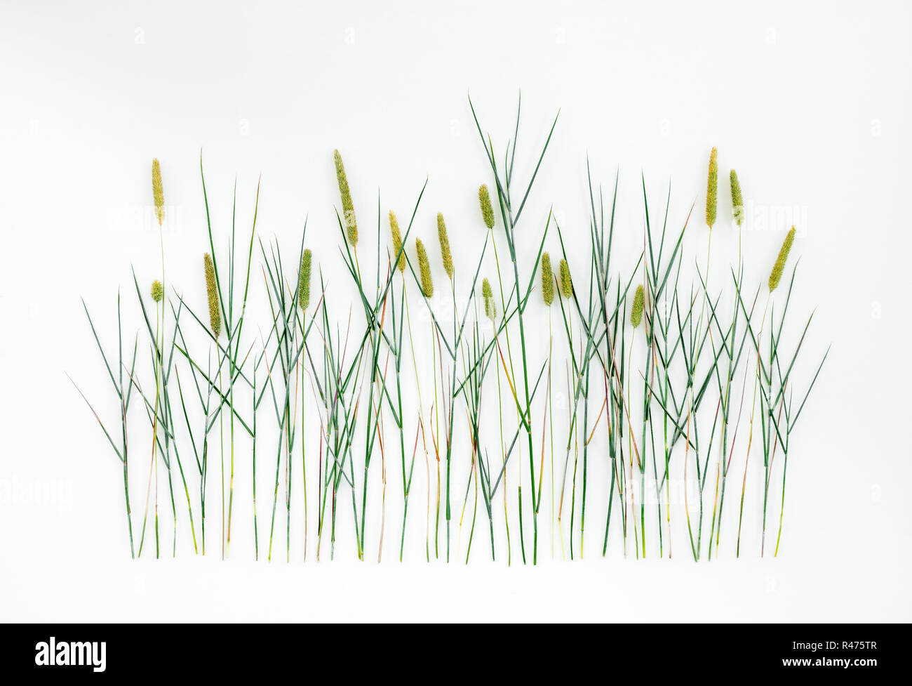 Timothy grass (Phleum Pratense) on white background. Wild grass with seed heads. Stock Photo