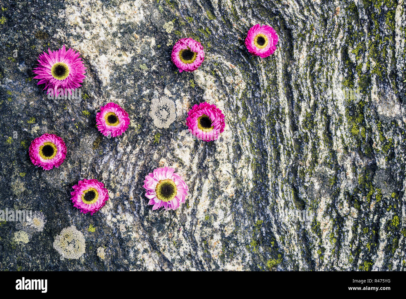 Vibrant pink strawflowers on mossy rock background. Scandinavian nature in summer. Stock Photo