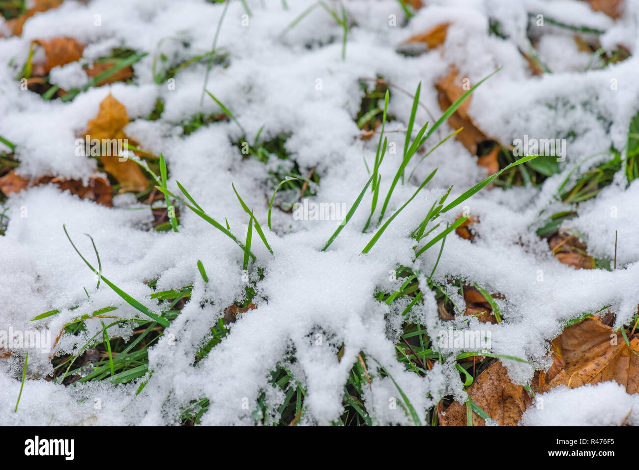 Melting snow on grass Stock Photo Alamy