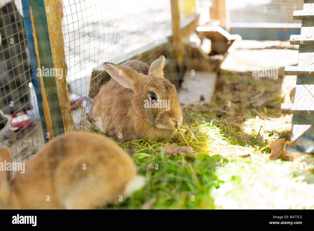 petsmart rabbit hutches