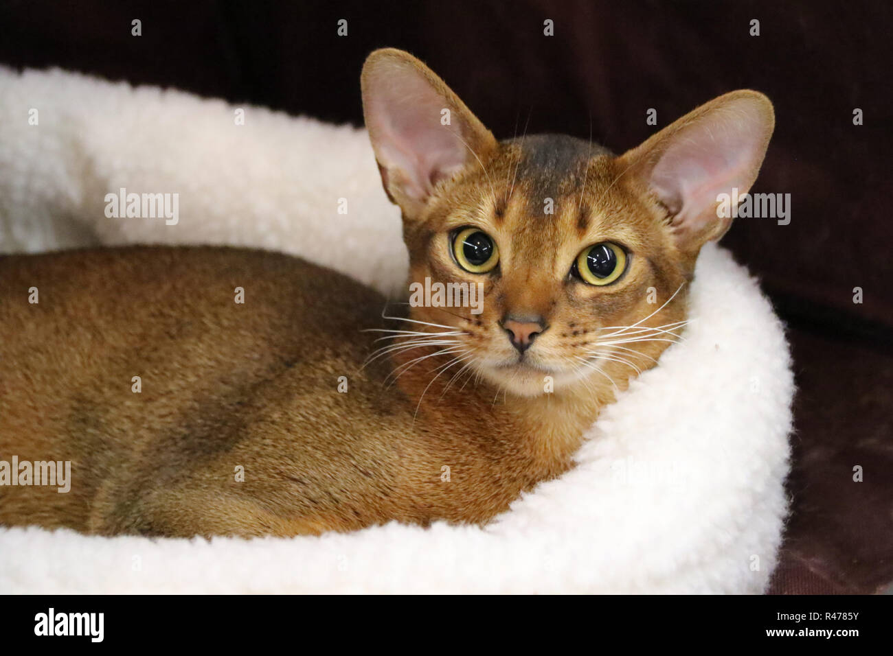 Abyssinian cat at  the All Breed cat show, Mesa, Arizona Stock Photo