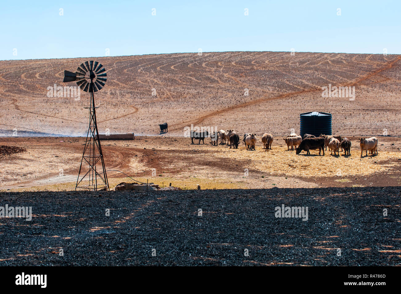 Cattle farming in the Australian Outback Stock Photo