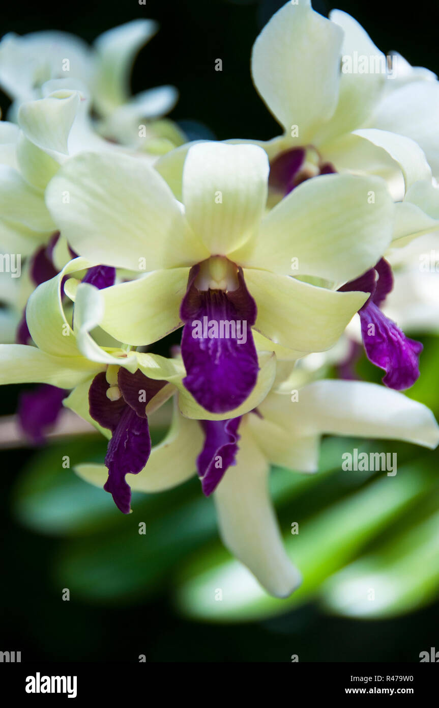 White and Purple Dendrobium Orchids Stock Photo Alamy