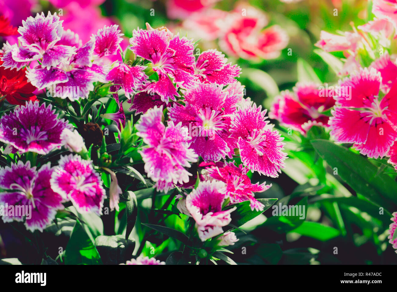The background image of the colorful flowers Stock Photo - Alamy