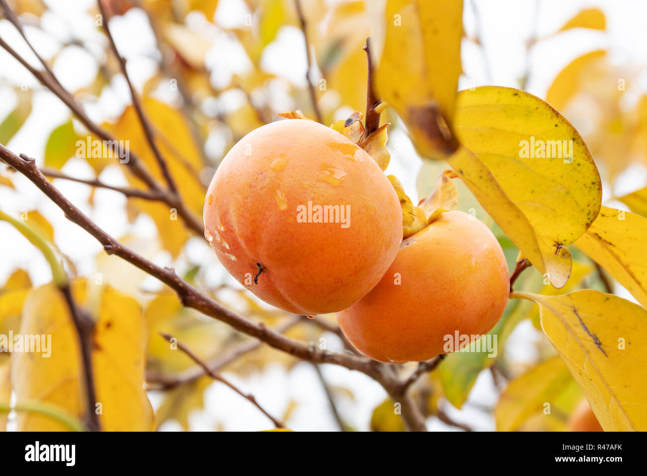 Kaki tree with kaki fruits ready to be harvested. Persimmon tree and fruits in autumn. Diospyros kaki Stock Photo