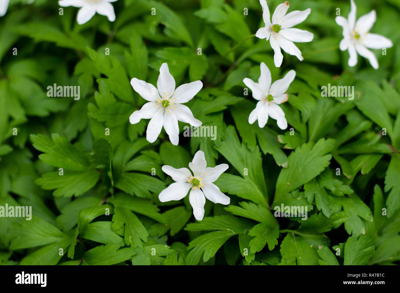 Anemona nemorosa closeup during springtime Stock Photo