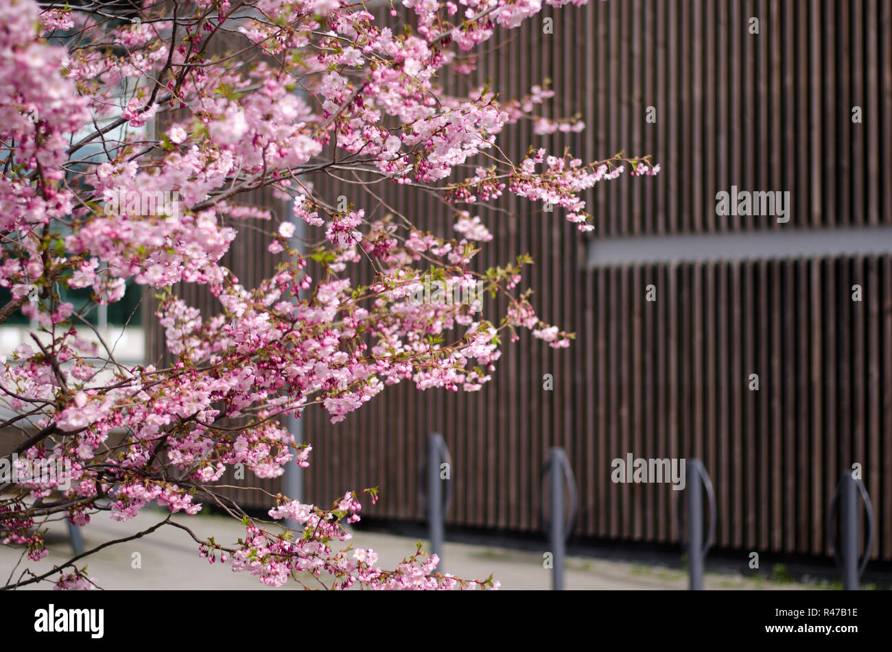 Japanese cherry blossom tree blooming Stock Photo Alamy