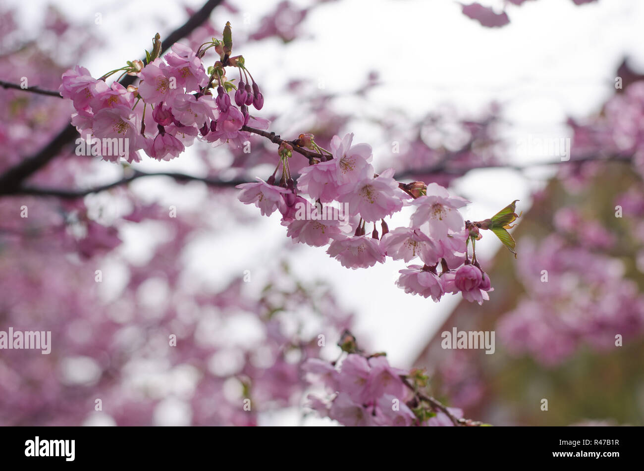 Japanese cherry blossom tree blooming Stock Photo Alamy