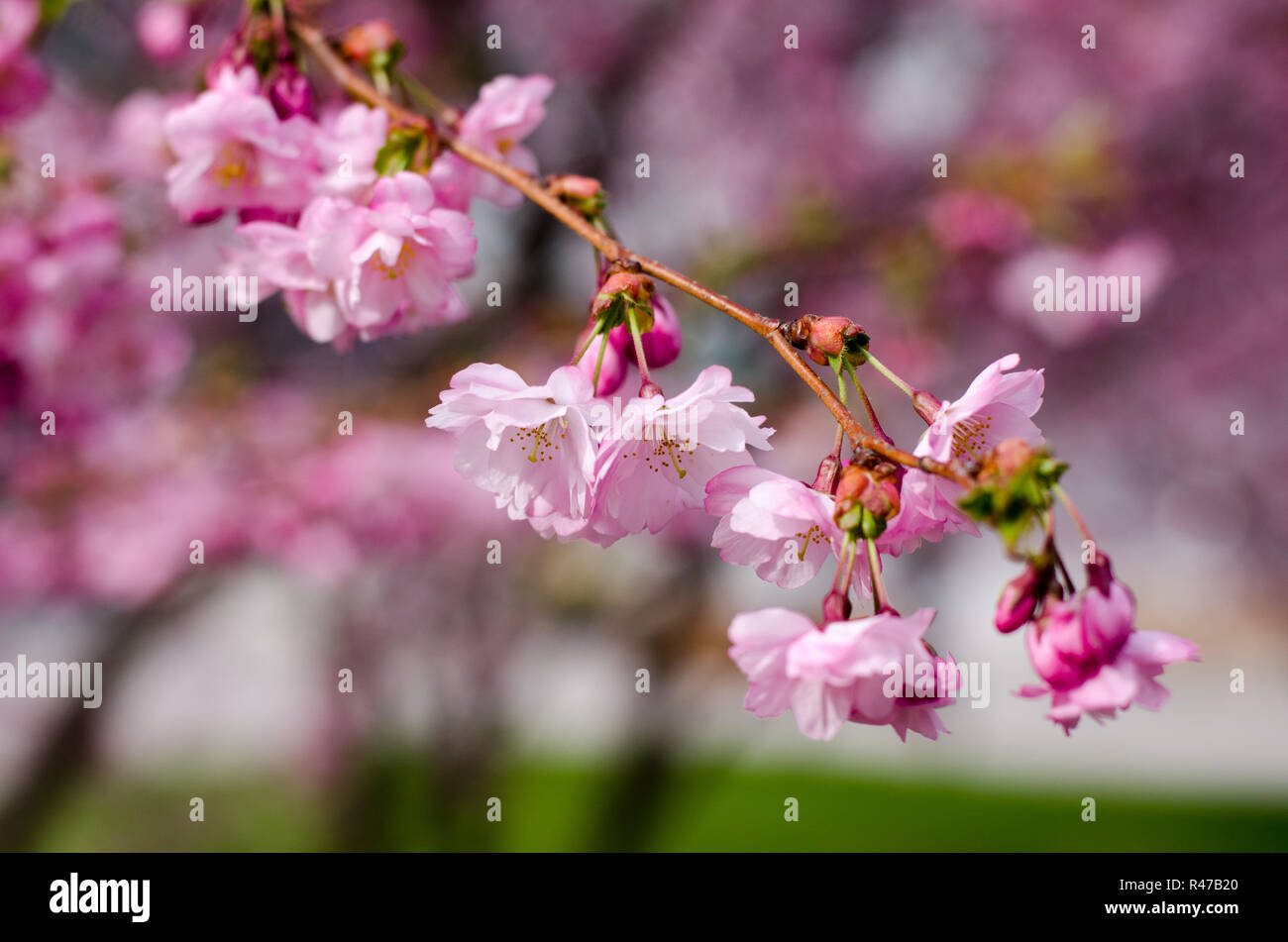 Japanese cherry blossom tree blooming Stock Photo Alamy