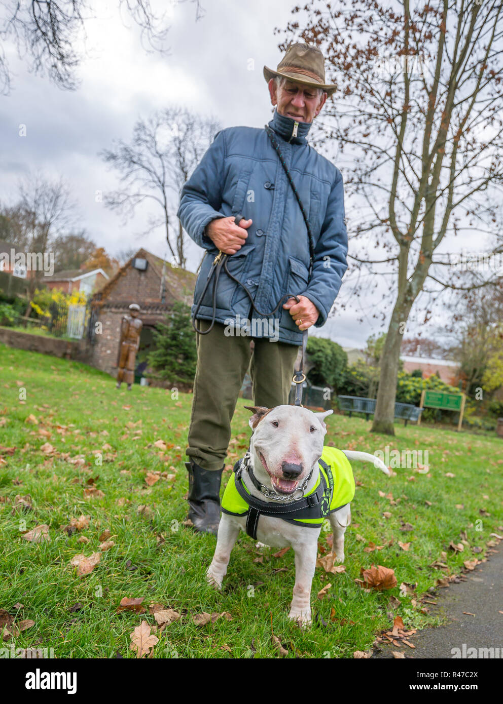 Low-angle, front view of English Bull Terrier in park (autumn) wearing high vis jacket, posing for camera on lead held by caucasian male owner in hat. Stock Photo