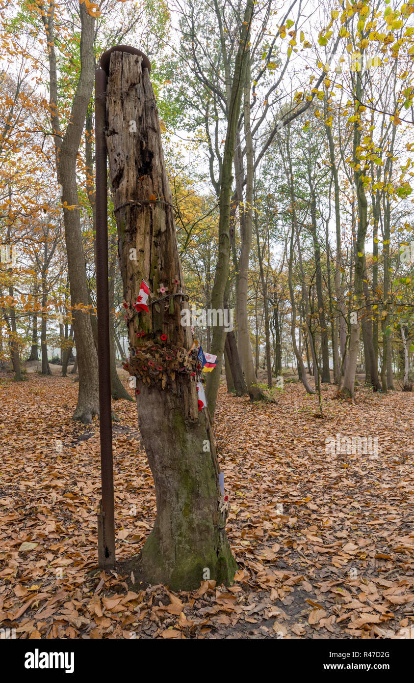 Remembrance crosses attached to original shell-blasted tree stump in Sanctuary Wood, Ypres Salient Stock Photo