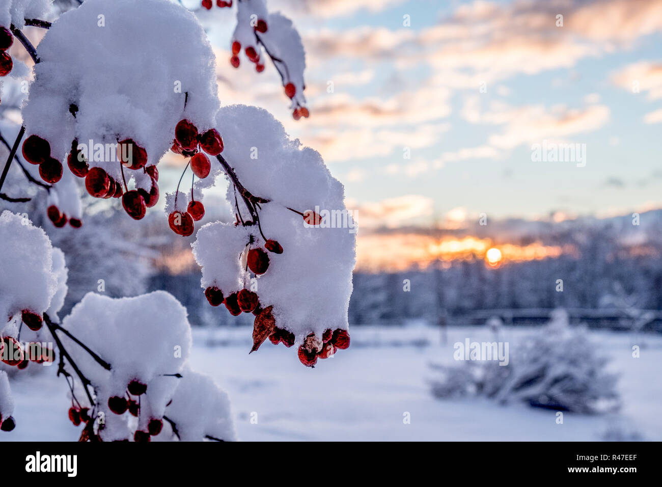 A snow covered crab apple tree Stock Photo