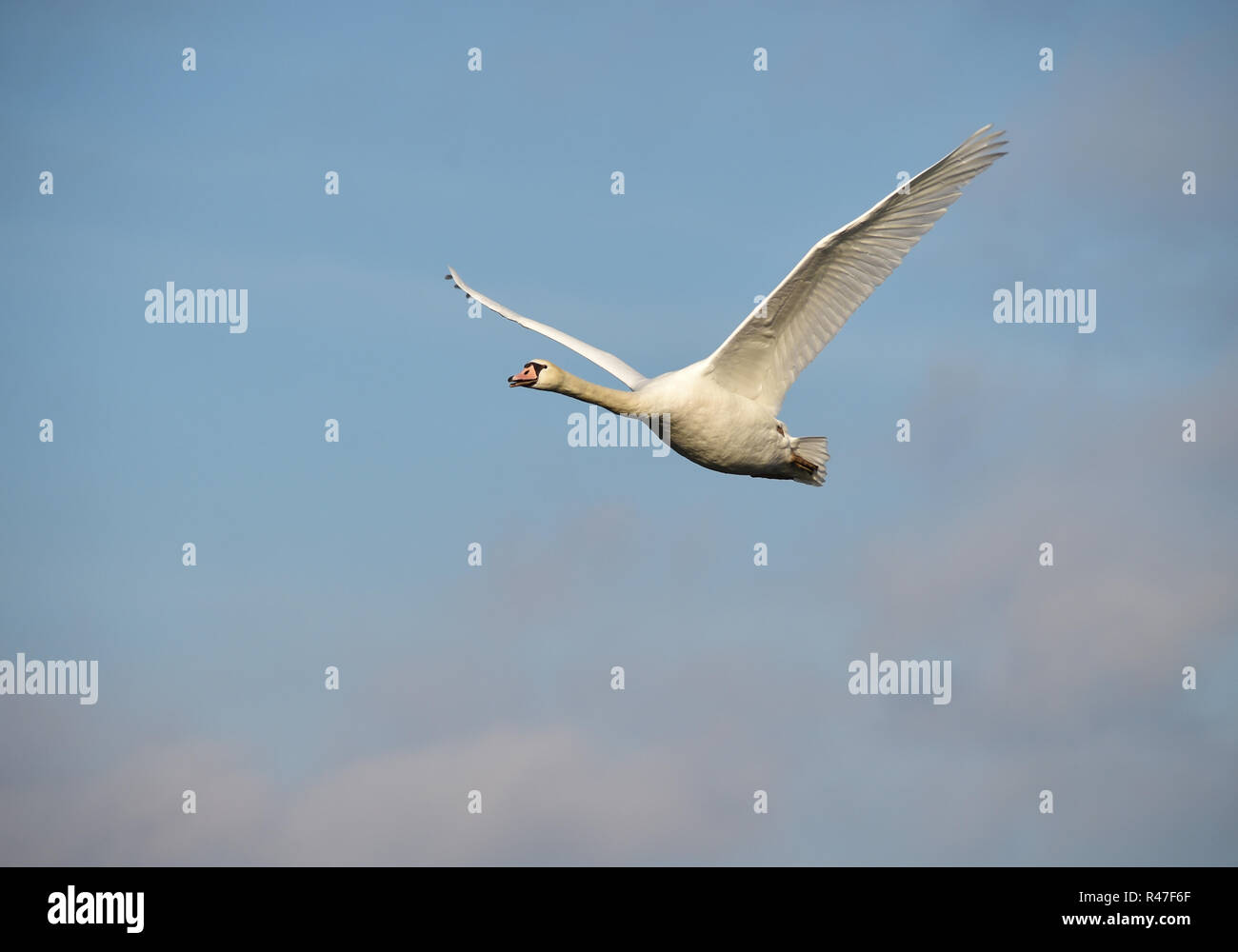 swan is flying Stock Photo