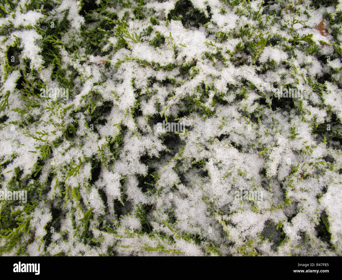 The texture of many covered snow branches of green coniferous tree in daylight Stock Photo