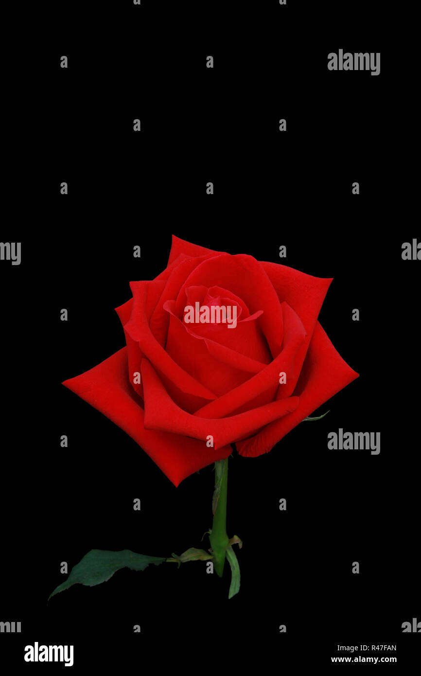 Red rose flower side view isolated on black screen Stock Photo Alamy