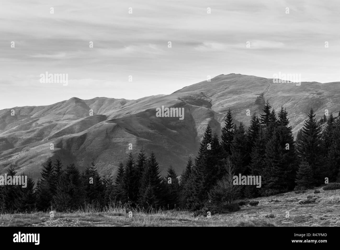 Pine Trees Black and White Stock Photos & Images - Alamy