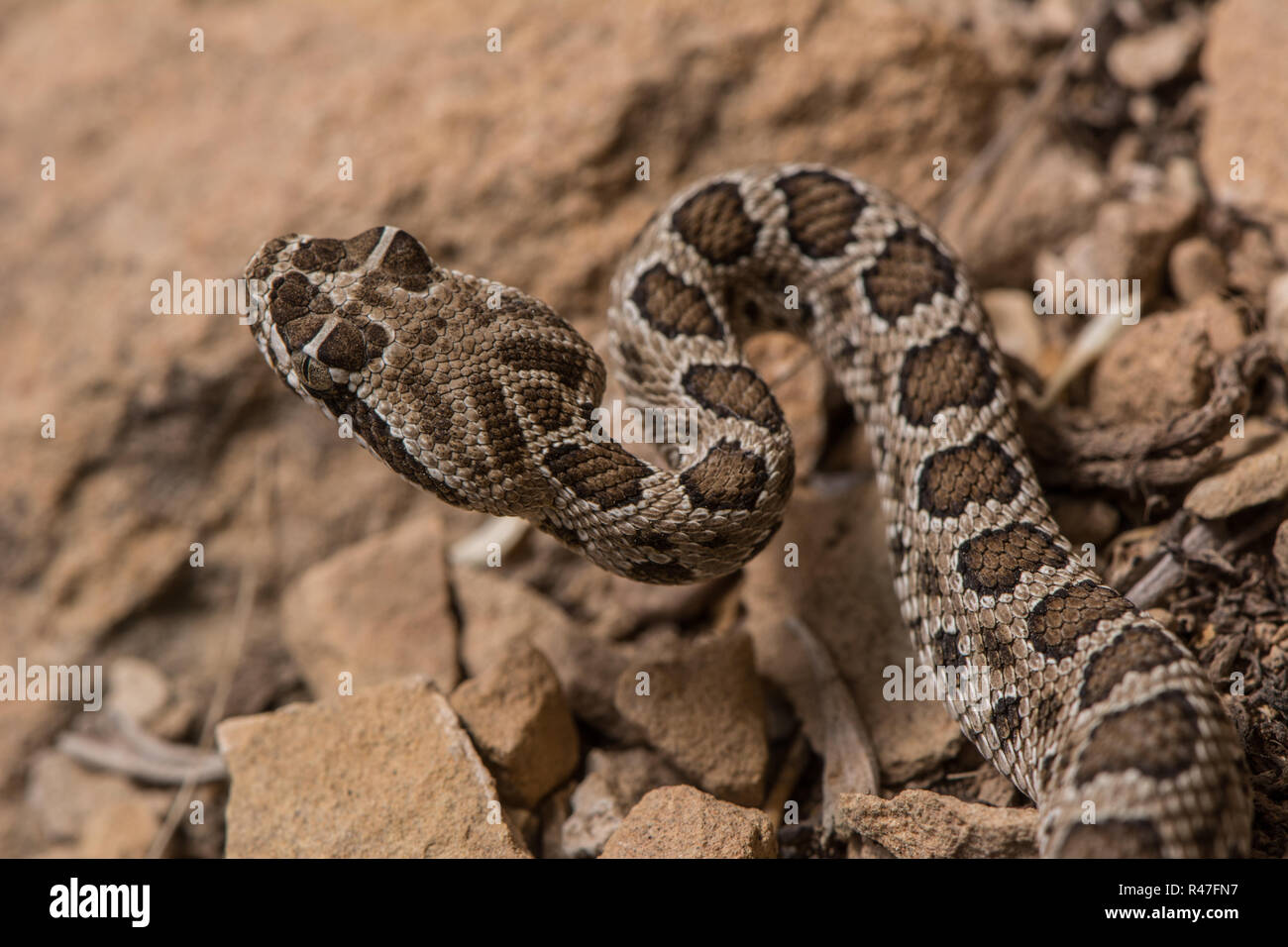 Midget Faded Rattlesnake (Crotalus oreganus concolor) from Rio Blanco County, Colorado, USA. Midget Faded Rattlesnake (Crotalus oreganus concolor) from Rio ...
