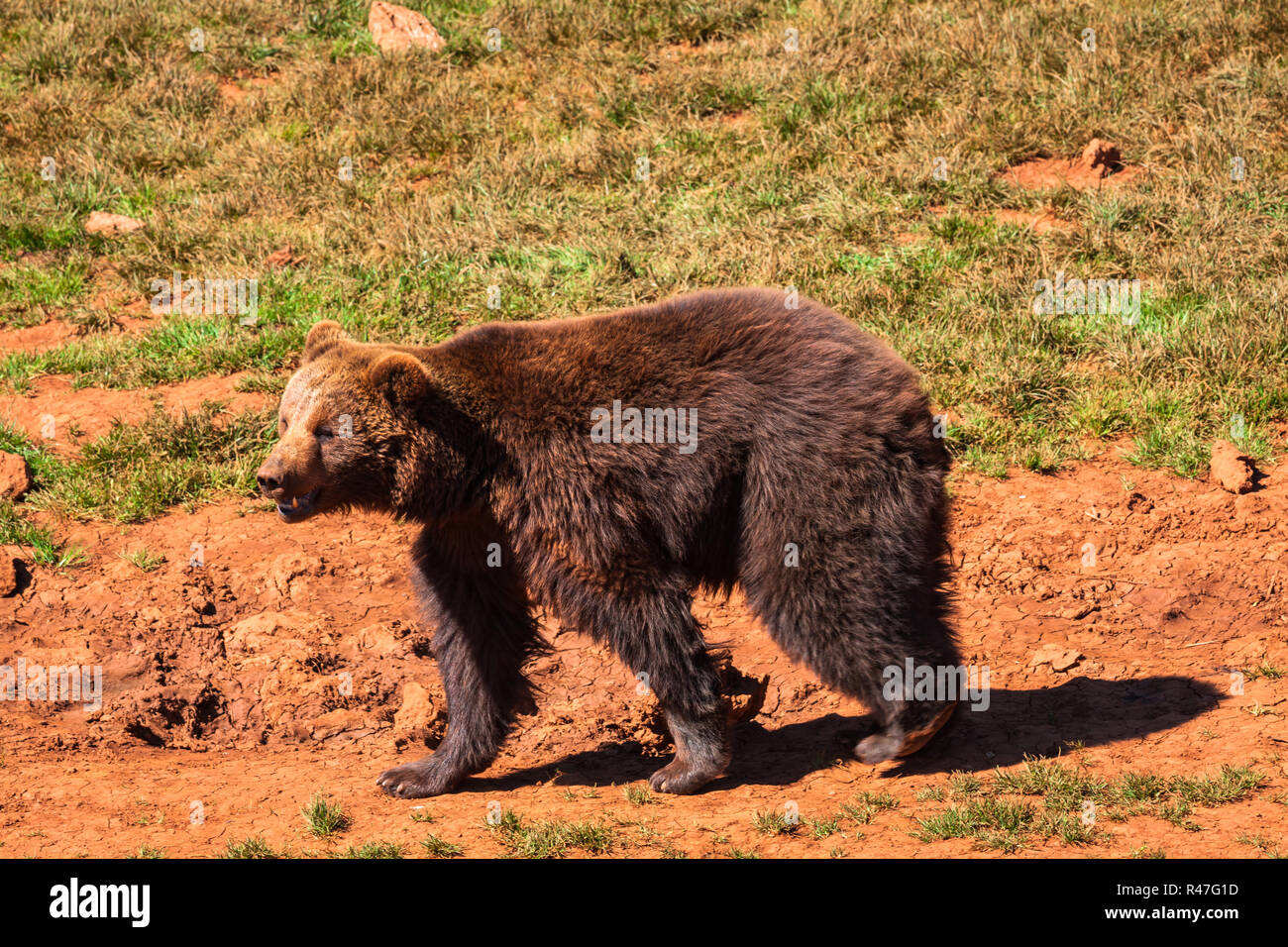 Bears Herd In The Nature Stock Photo Alamy