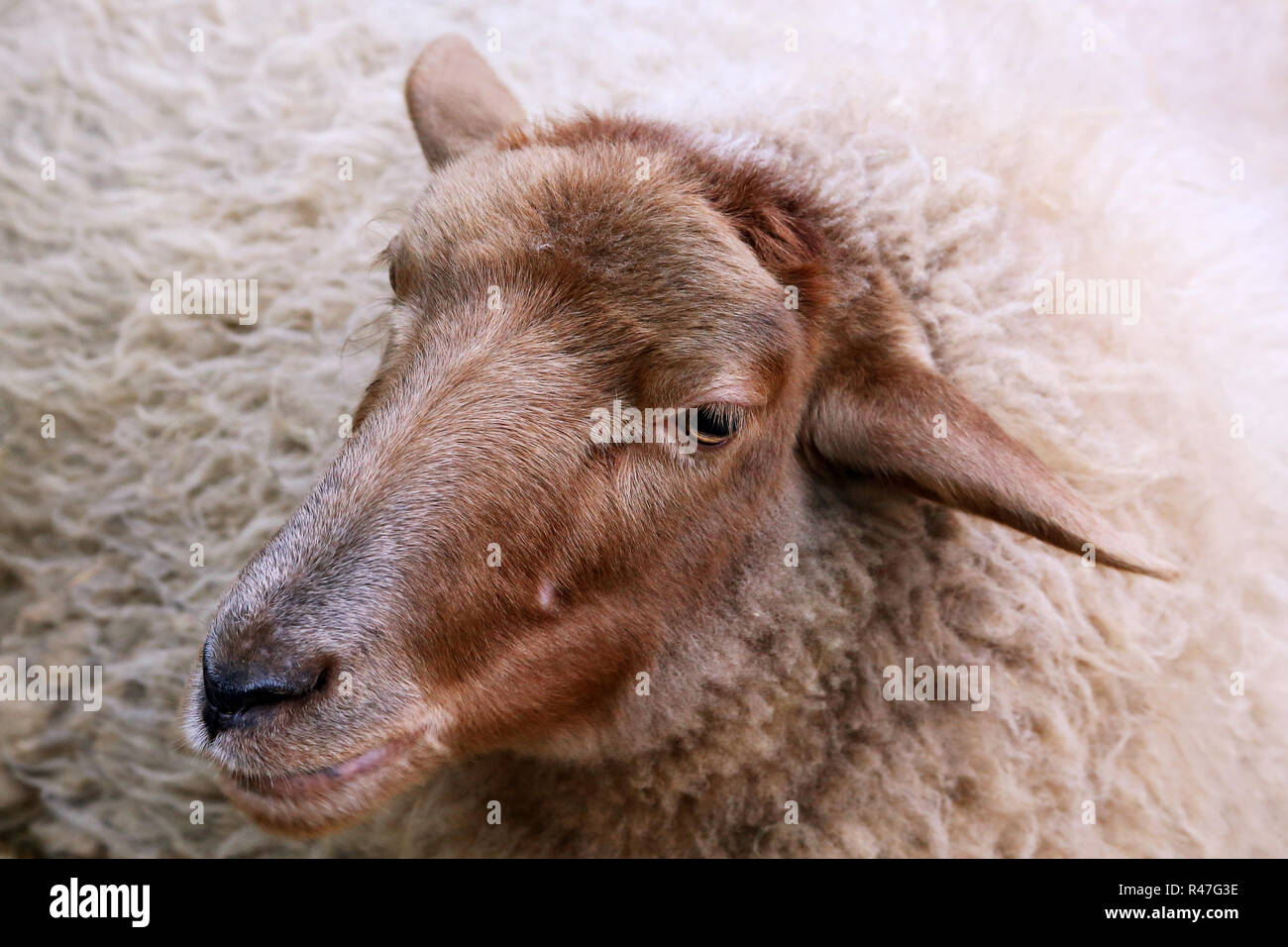 sheep in closeup Stock Photo