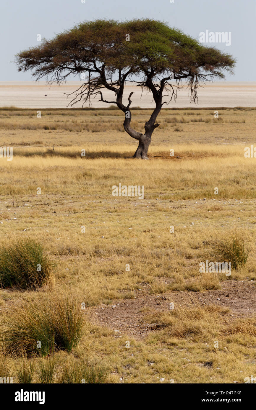 Large Acacia tree in the open savanna plains Africa Stock Photo - Alamy