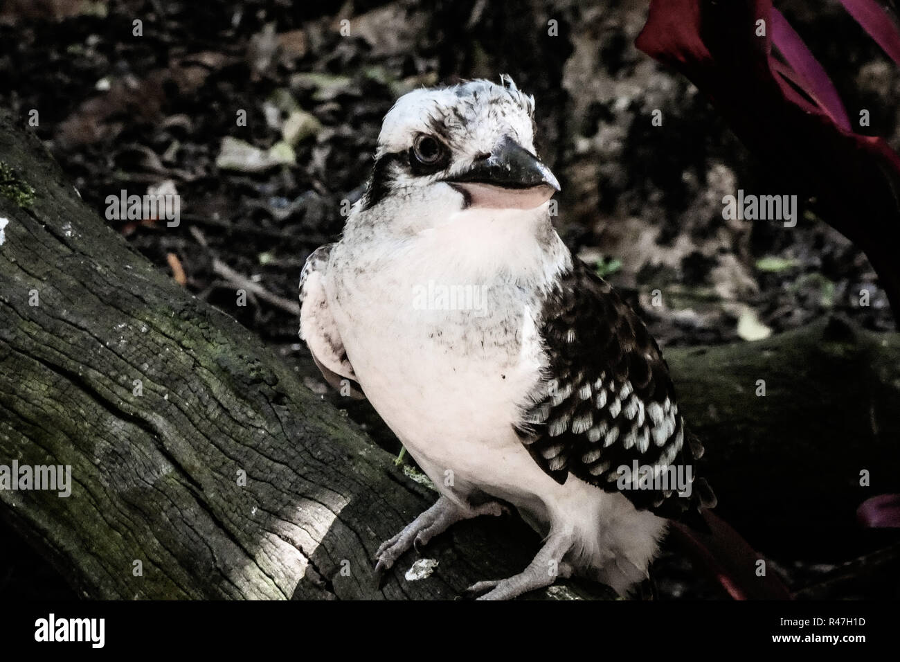 Kookaburra on a Tree Stock Photo
