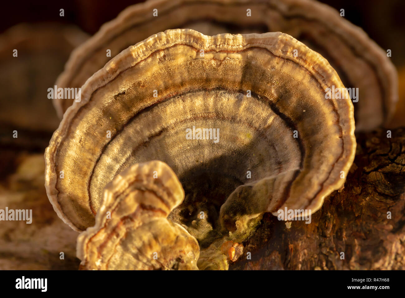 Macro photograph of Many-zoned bracket fungus. Stock Photo