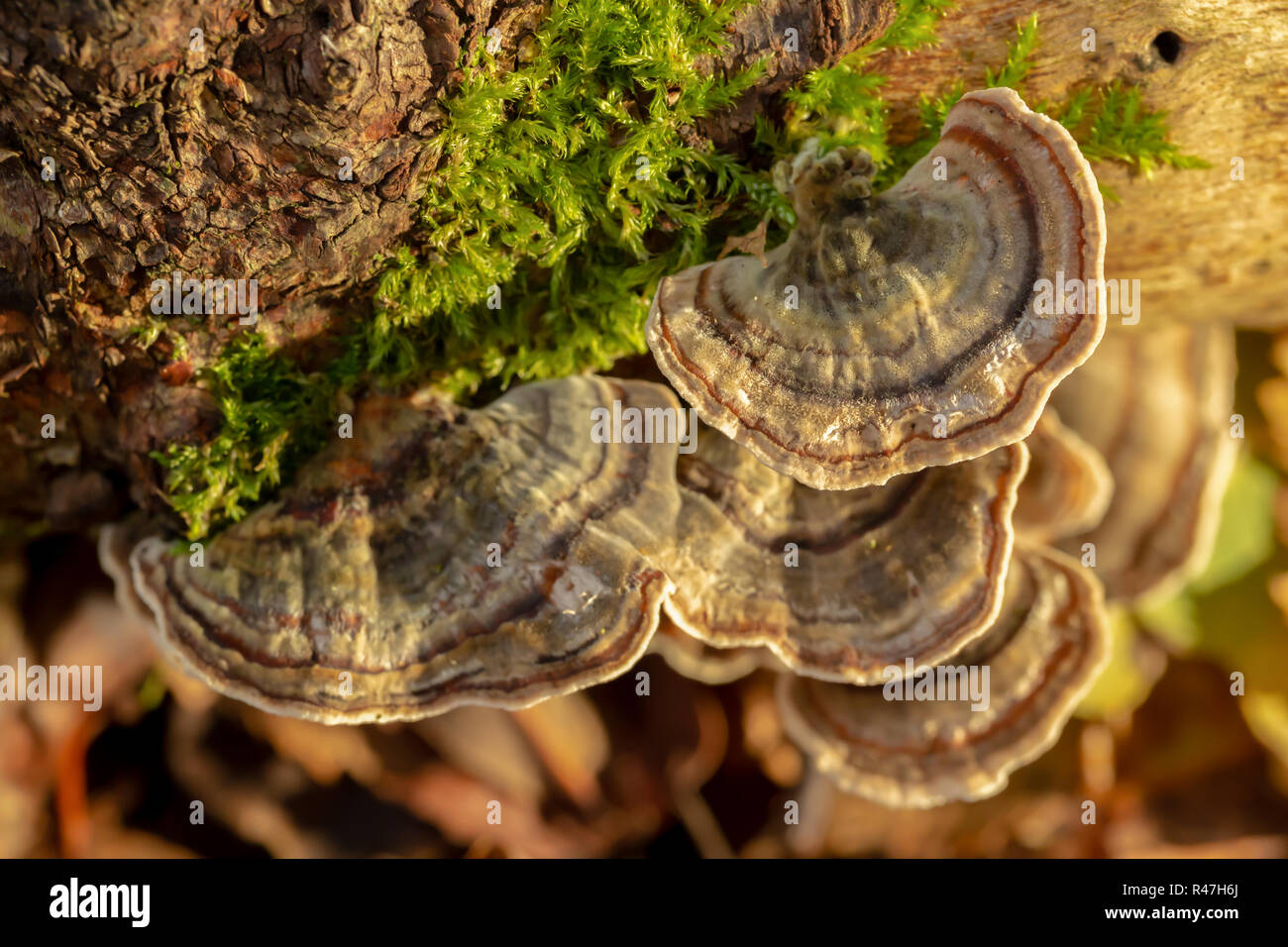 Macro photograph of a clump of Many-zoned bracket fungi. Stock Photo