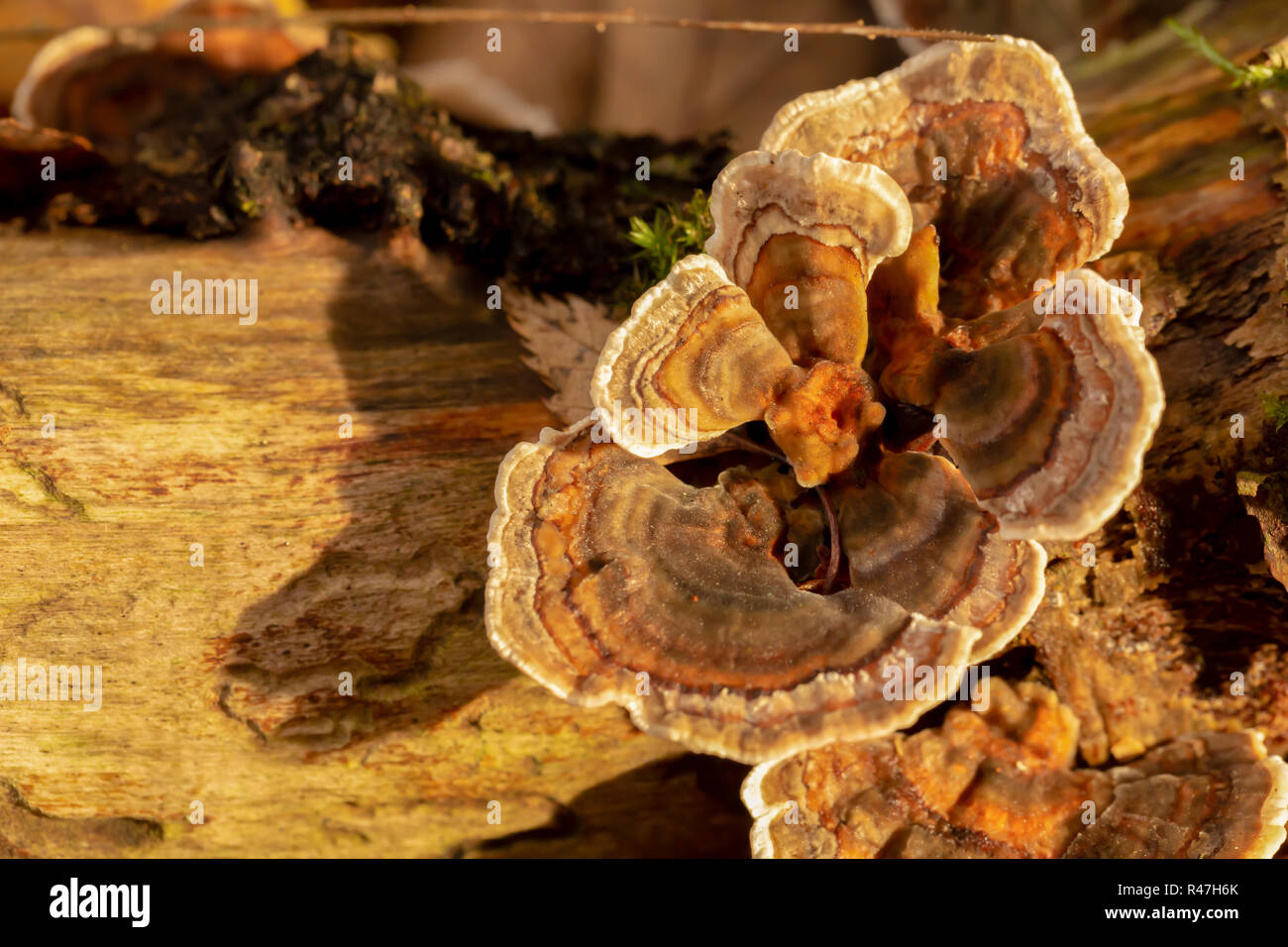 Macro photograph of a clump of Many-zoned bracket fungi. Stock Photo