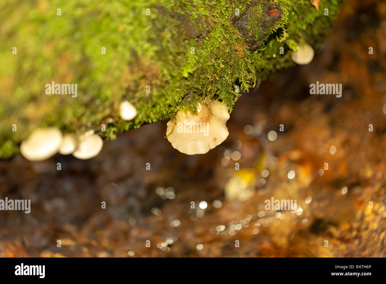 Photograph of Peeling Oysterling mushroom dangling above stream, shot with off camera flash Stock Photo