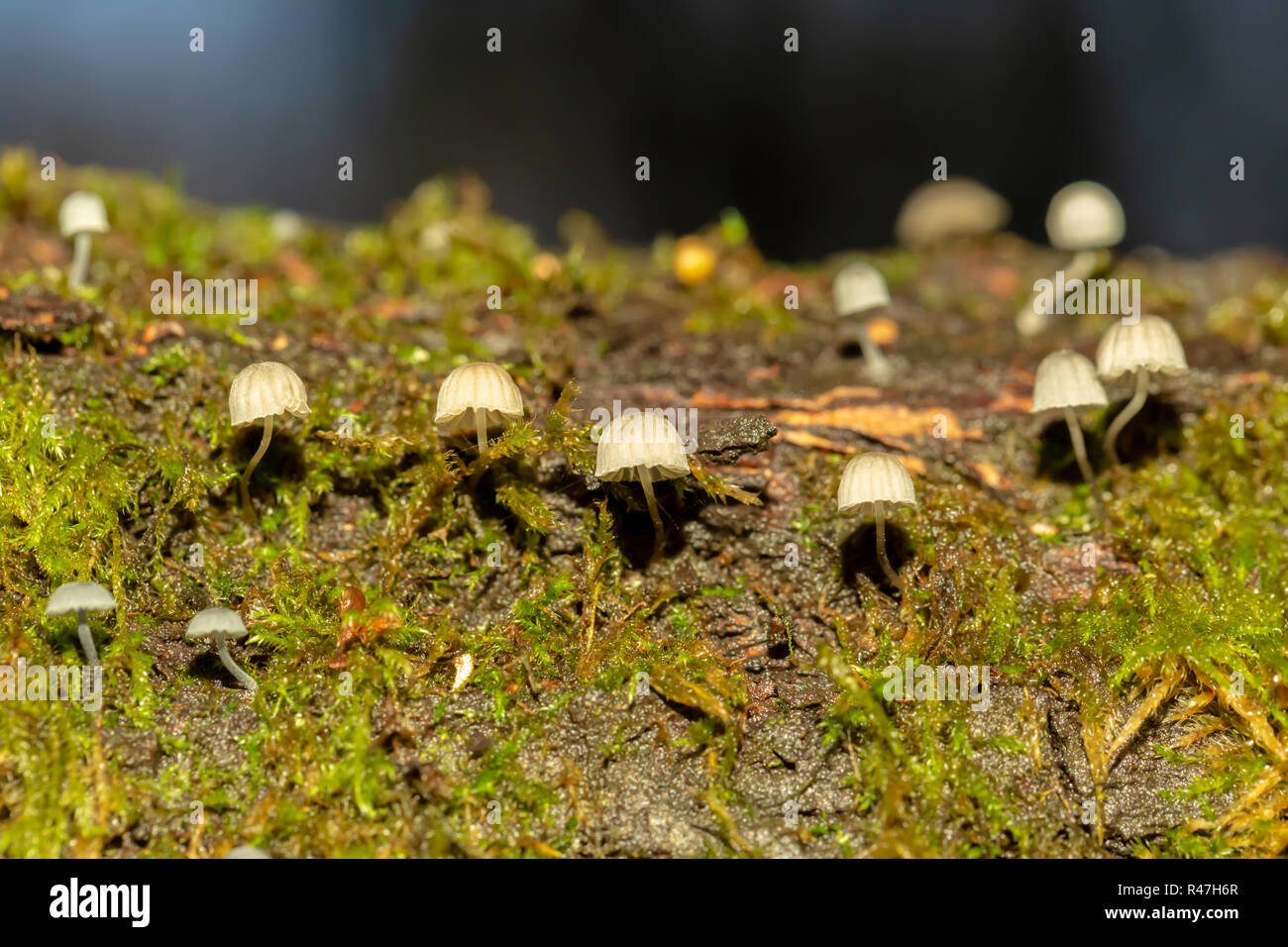 Macro photograph of a sparse cluster of Fairy Inkcap Mushrooms amongst moss. Stock Photo