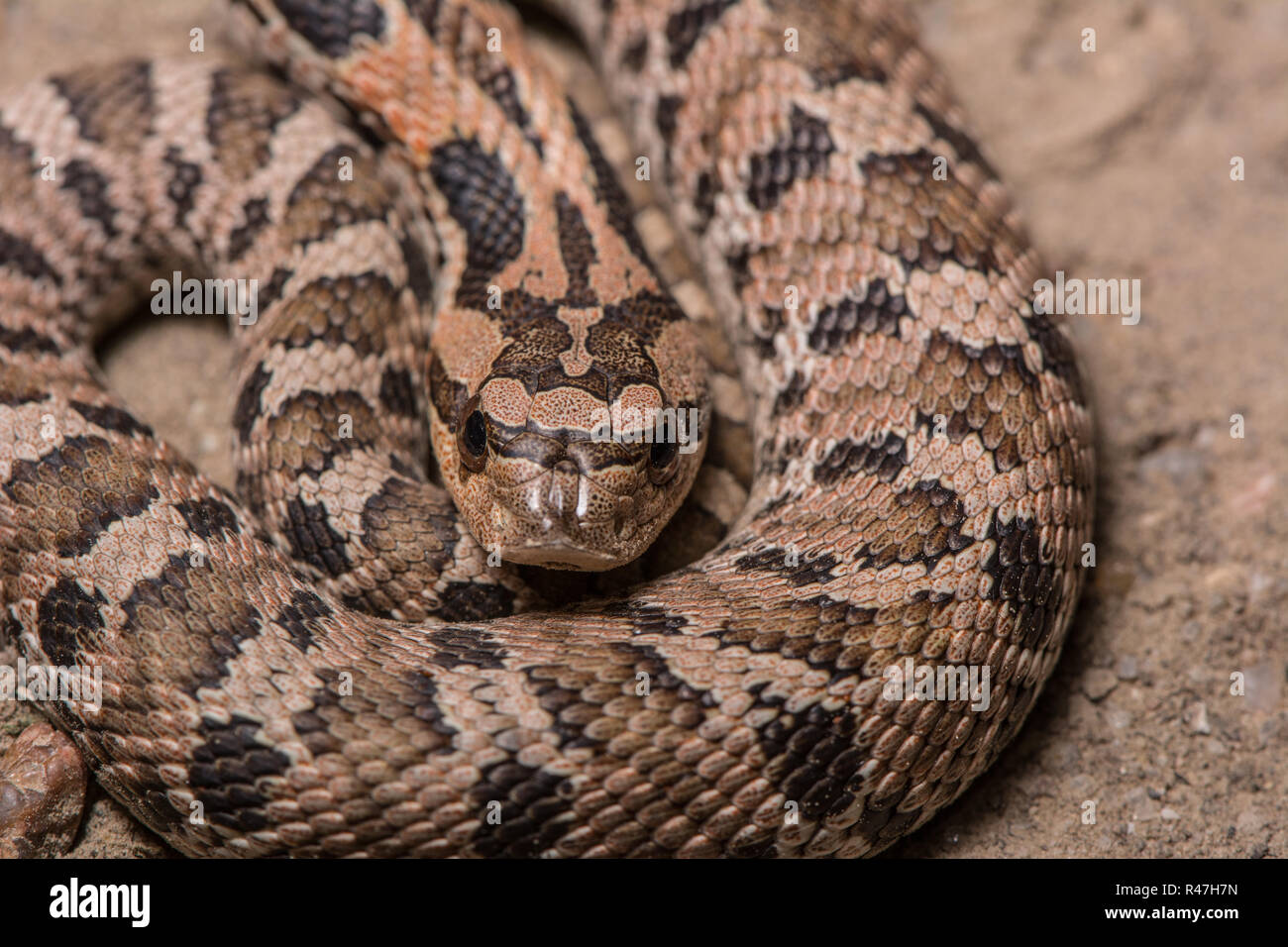 Eastern Hog-nosed Snake (Heterodon platirhinos) from Hamilton County ...