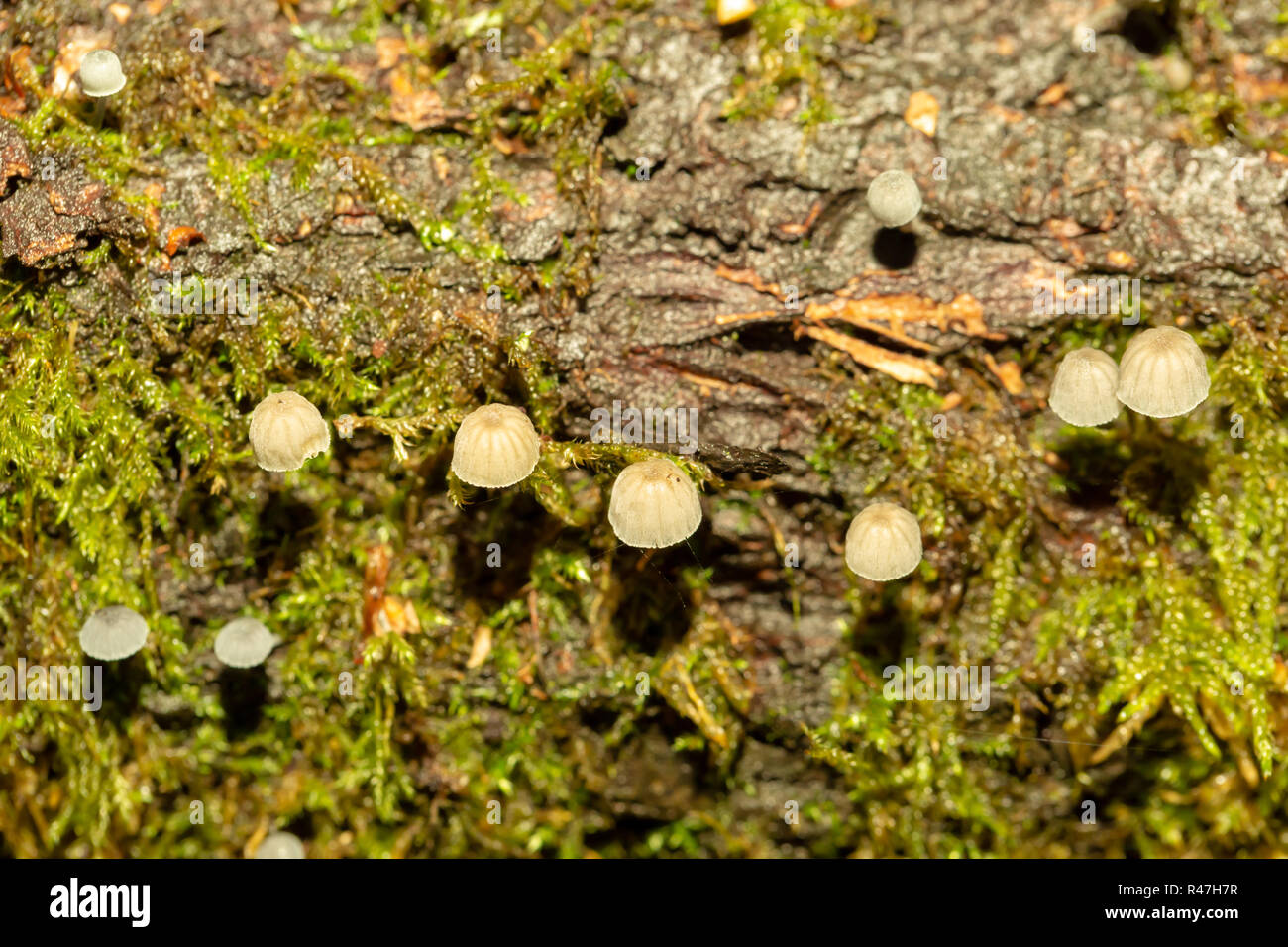 Macro photograph of a sparse cluster of Fairy Inkcap Mushrooms amongst moss from above. Stock Photo