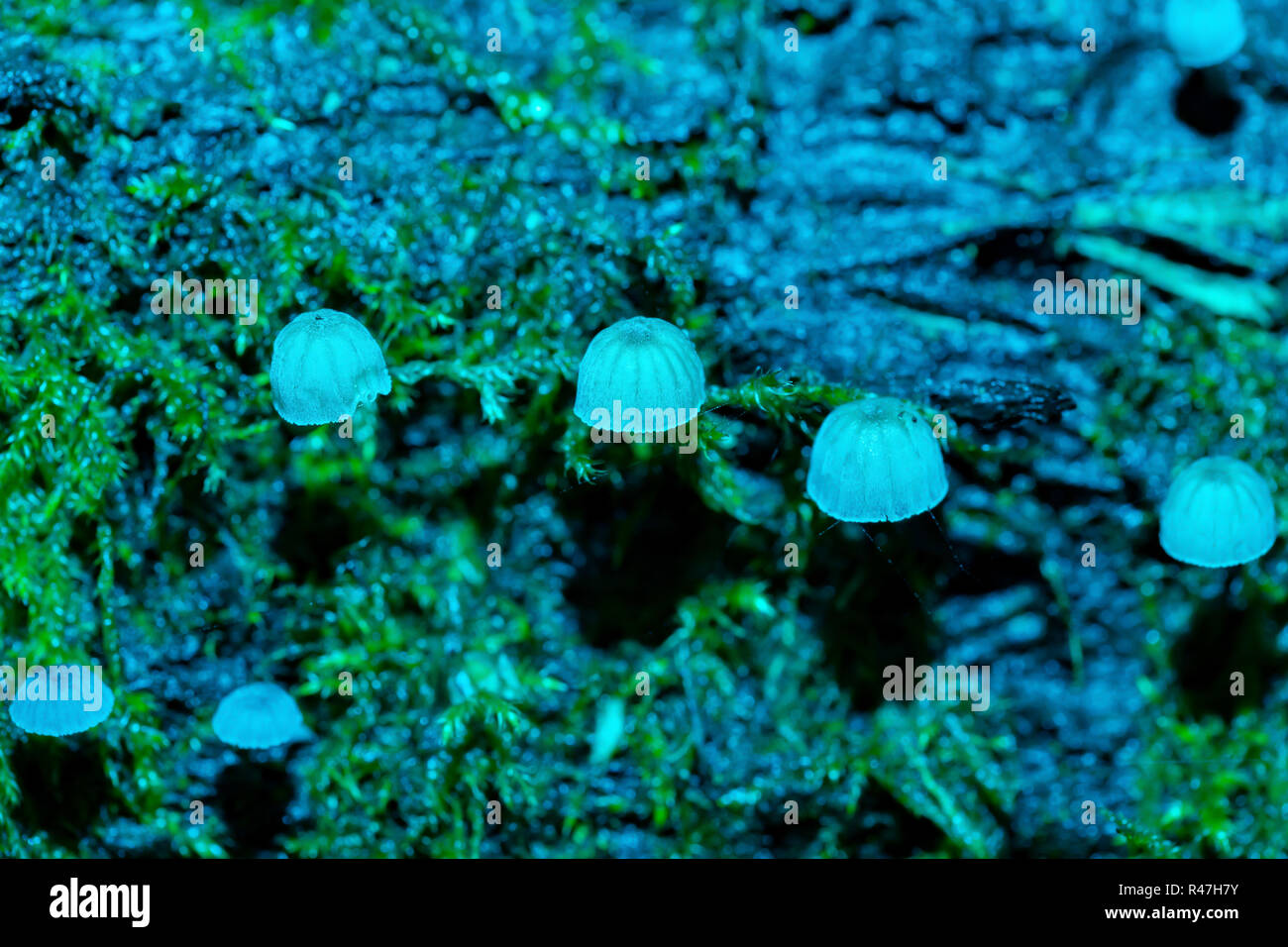 Macro photograph of a sparse cluster of Fairy Inkcap Mushrooms amongst moss with blue flash. Stock Photo