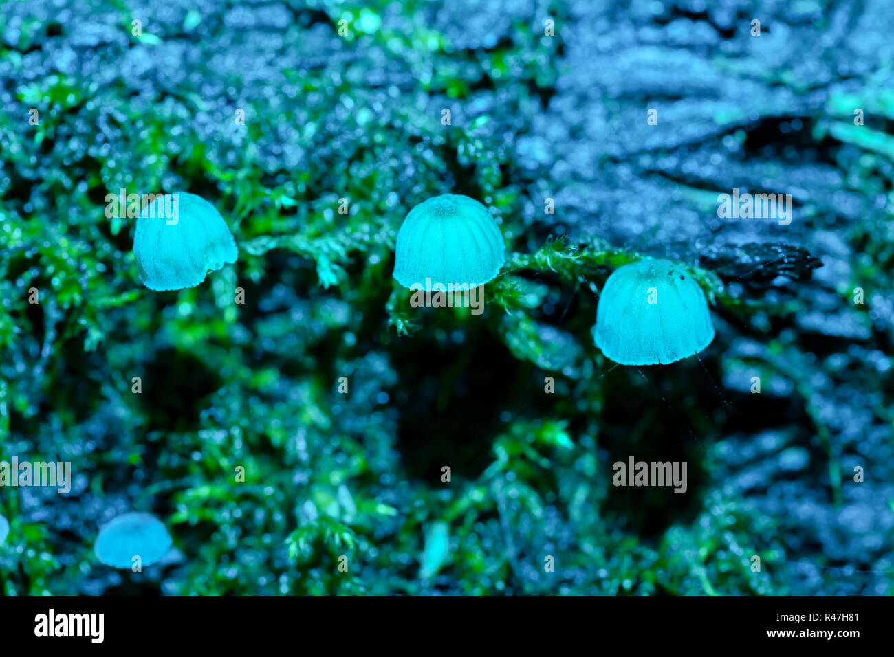 Macro photograph of a sparse cluster of Fairy Inkcap Mushrooms amongst moss with blue flash. Stock Photo