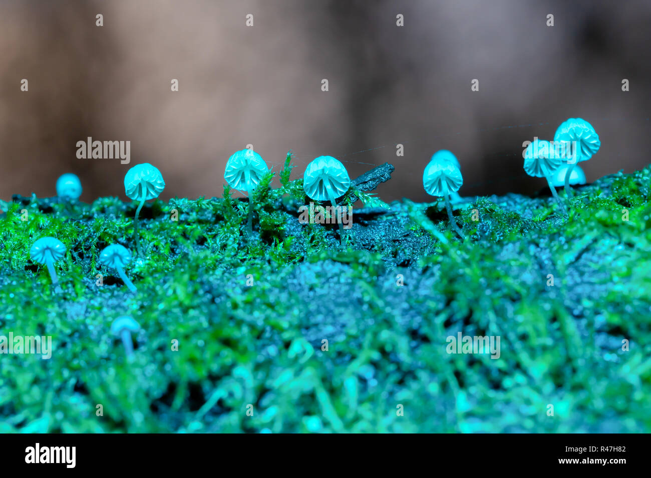 Macro photograph of a sparse cluster of Fairy Inkcap Mushrooms amongst moss with blue flash from underneath. Stock Photo