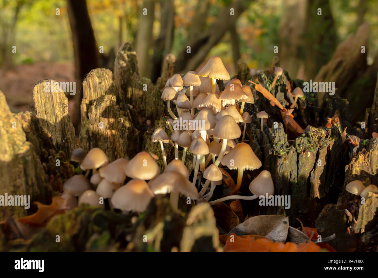 Close-up colour photograph of a clump of Oak-stump mushrooms within old tree stump in landscape orientation. Stock Photo