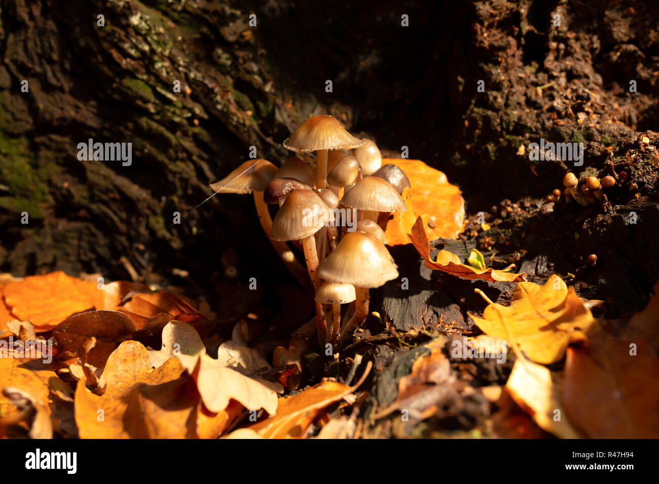 Macro colour photograph of two clump of Oak-stump mushrooms within old tree stump in landscape orientation. Stock Photo