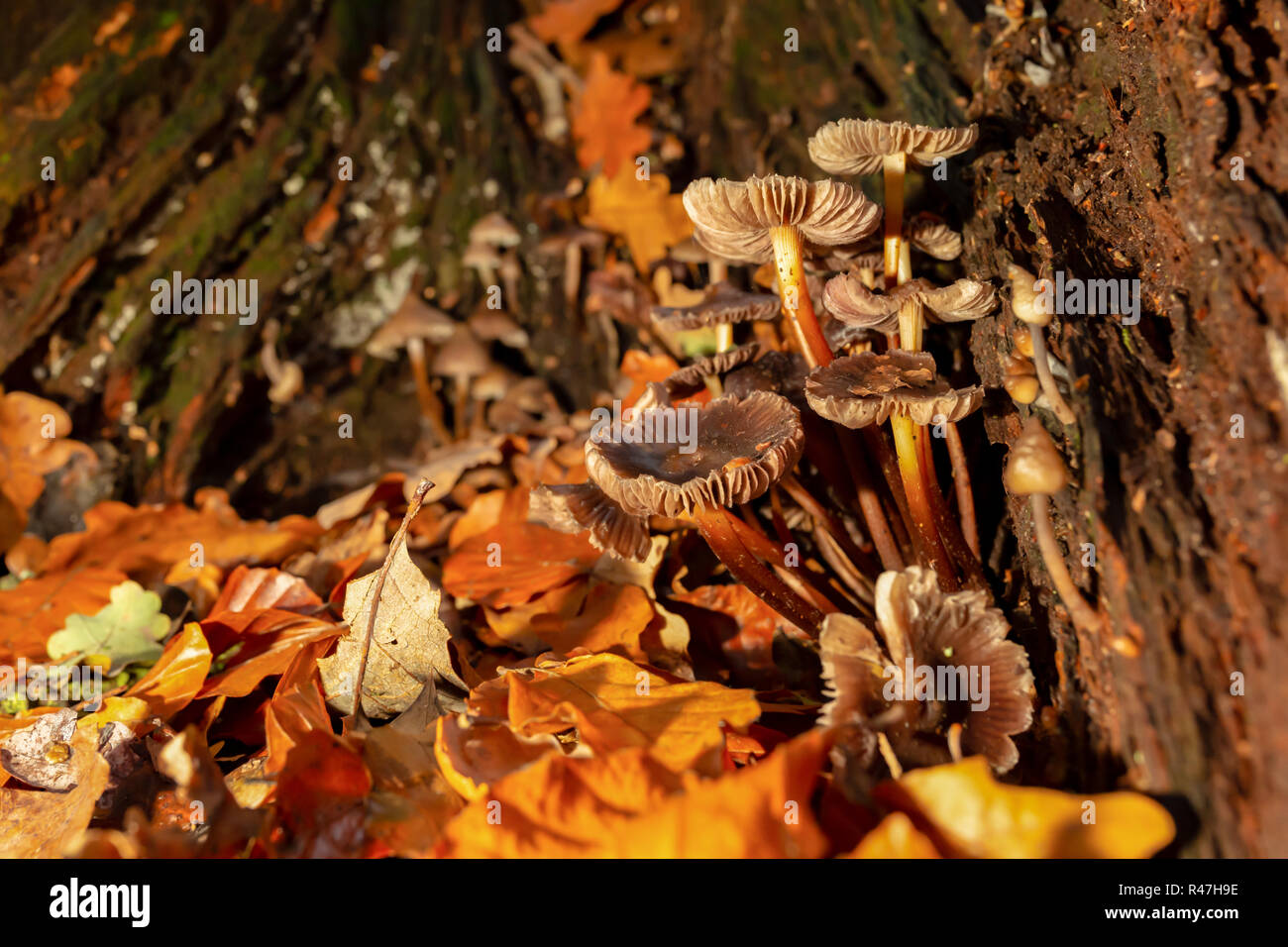 Clump of brown mushrooms found within old rotten Oak stump surrounded by Autumn leaf fall in landscape orientation. Stock Photo