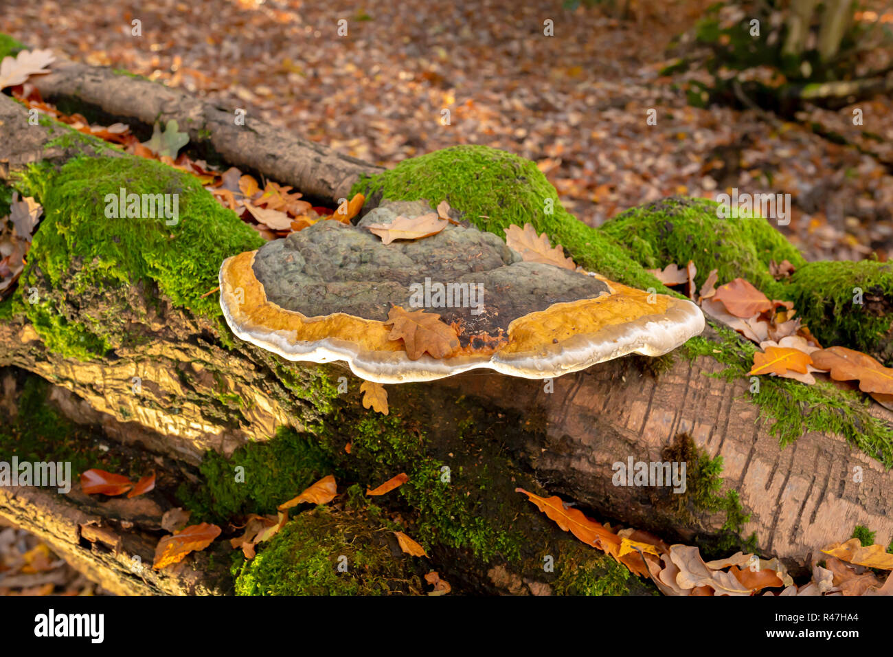 Landscape colour photograph of large Birch polypore bracket on fallen tree side-on and illuminated from below. Stock Photo