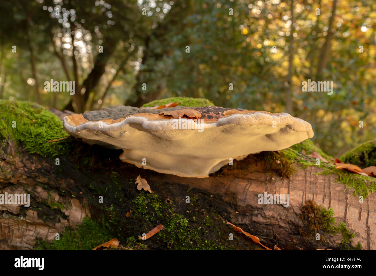 Landscape colour photograph of large Birch polypore bracket on fallen tree side-on and illuminated from below. Stock Photo