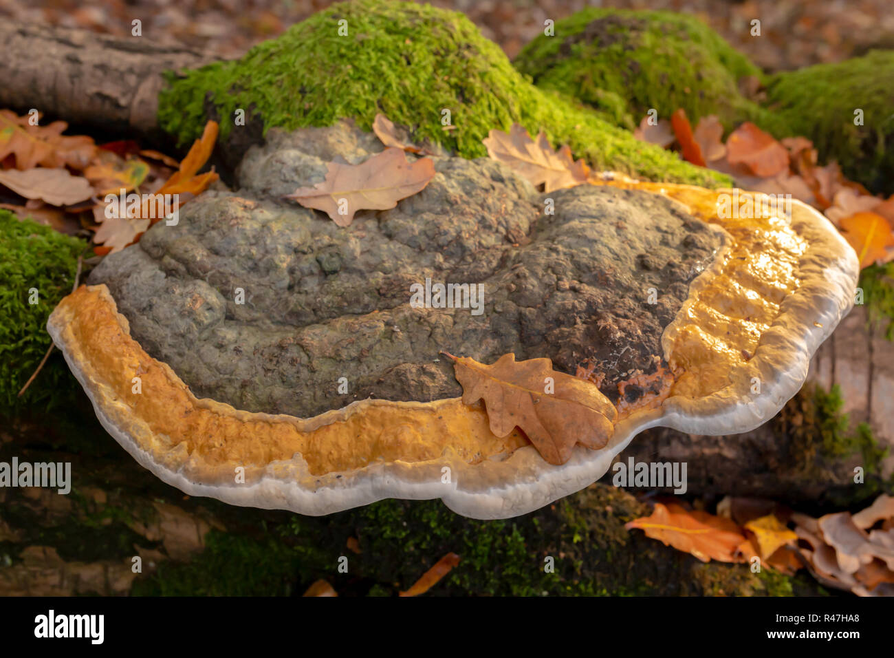Landscape colour photograph of large Birch polypore bracket on fallen tree from top illuminted from right side. Stock Photo