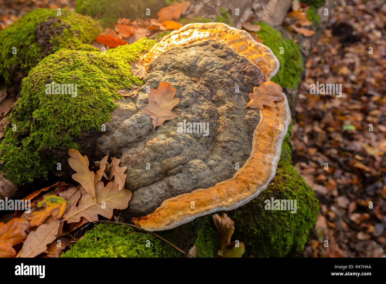 Landscape colour photograph of large Birch polypore bracket on fallen tree from top illuminted from top. Stock Photo