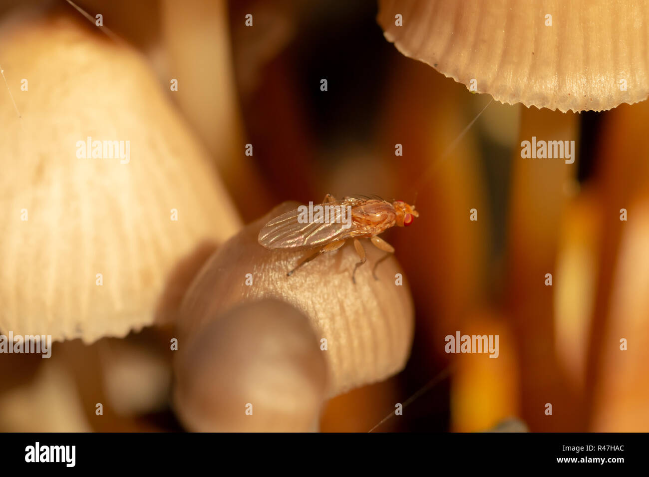 Macro colour photograph of tiny brown fly perched on mushroom cap within mushroom clump in landscape orientation. Stock Photo