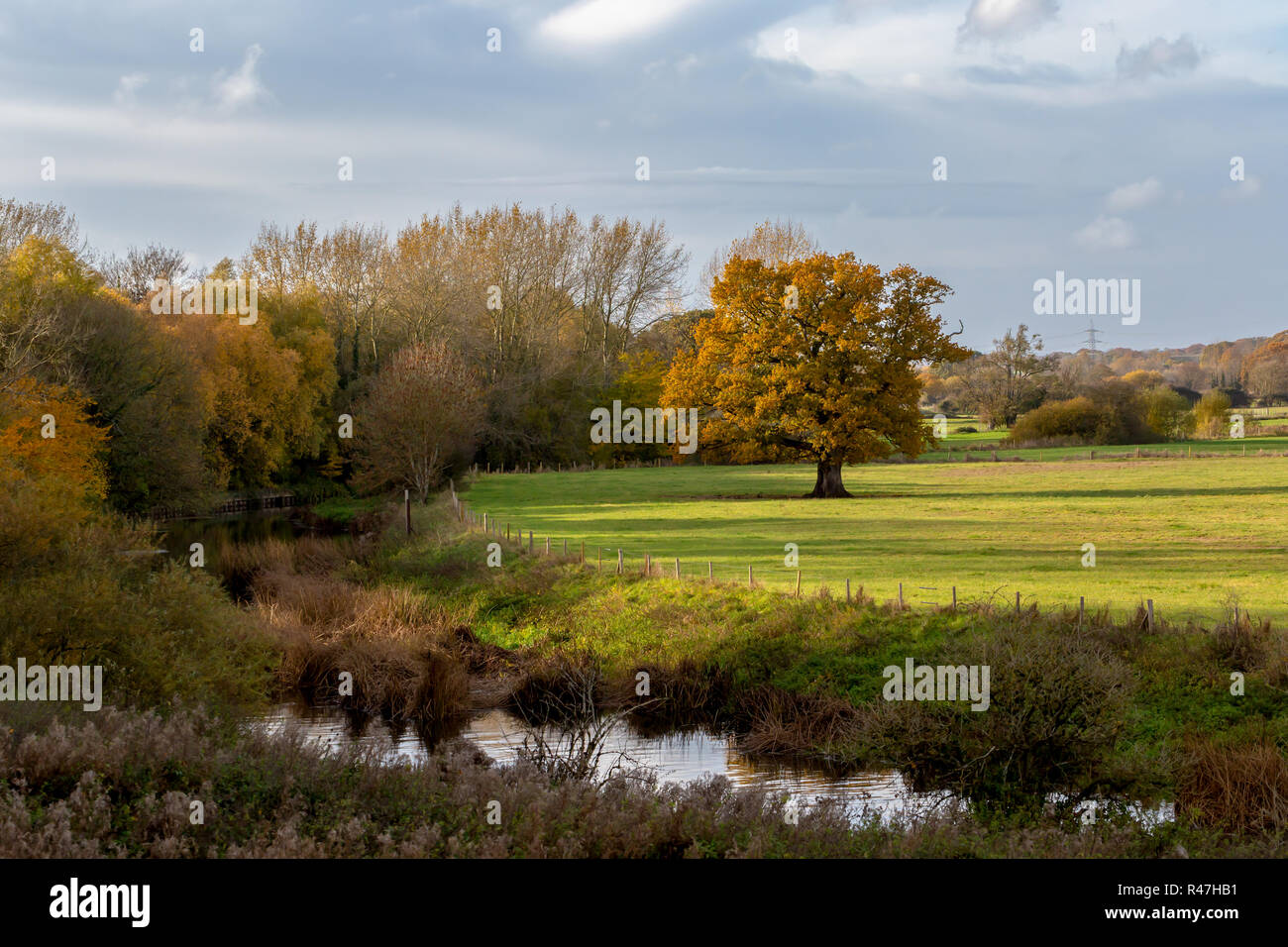 Landscape photograph featuring an Old Oak within grazing pasture bordered by the river Stour. Stock Photo