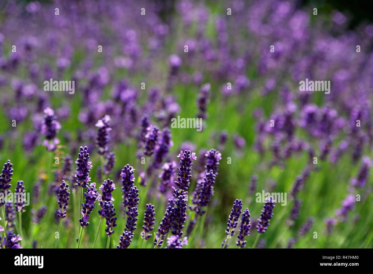 lavender meadow in summer Stock Photo