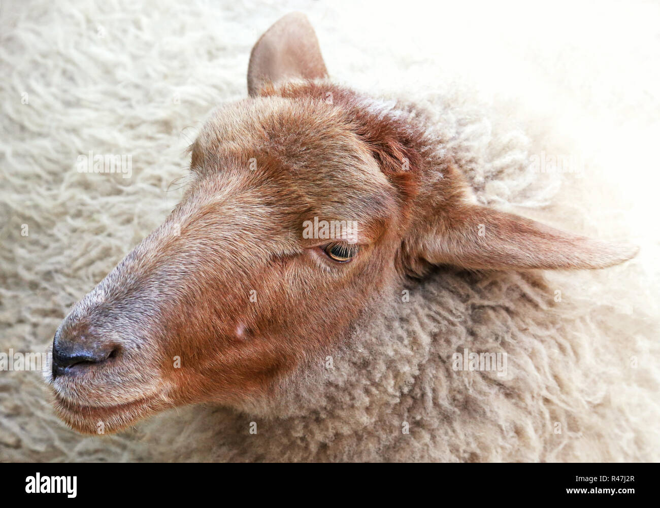 kopfstudie sheep Stock Photo
