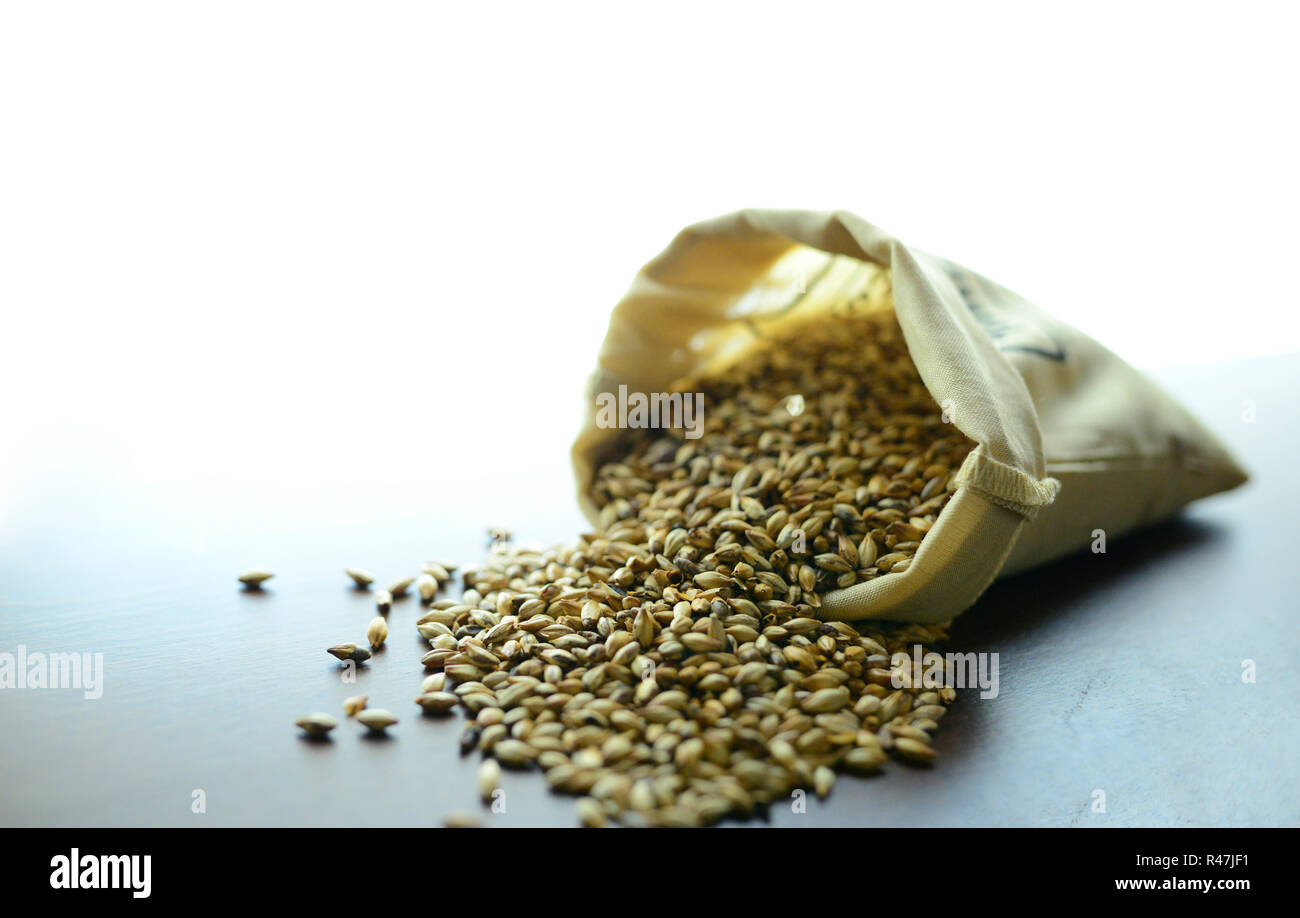 Malted barley grain Stock Photo Alamy